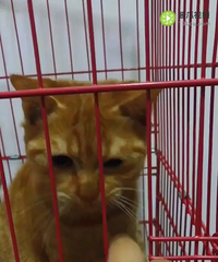 送橘猫啦