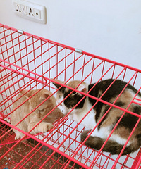 送橘猫啦