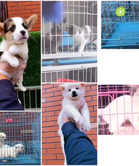 蓝猫1100,蓝白1300,重点色公11