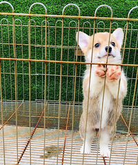 蓝猫1100,蓝白1300,重点色公11