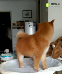 家养柴犬宝宝
