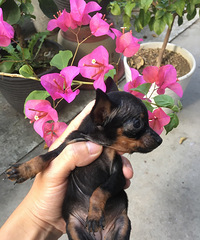 ���ۼ���С��С¹����