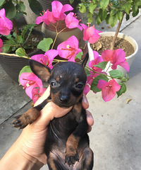 ���ۼ���С��С¹����