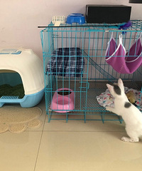 因自己工作原因 无法照顾小猫 英短乳白小