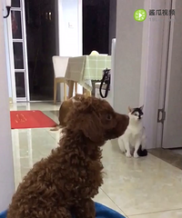 可爱的小泰迪找主人