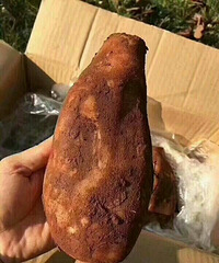 唯一一个长在地下的水果
