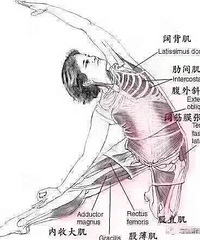 肌肉为什么要拉伸?1、提高血液循环2、排