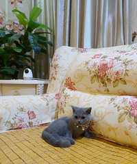 һֻ��������Ӣ��С��è��ĸ���ѽ����������磬���ṩ����֤��