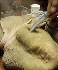 石烹羊肉有人吃过吗?我看着咋那么没胃口!