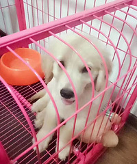 是该给傻儿子找个媳妇儿了
