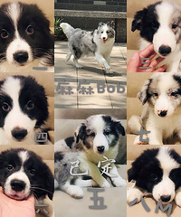 �����߾�����Ȯ���������������ֽ��ϲ�����˽�һ��