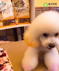 Ӣ�̺Ͳ�ż����������