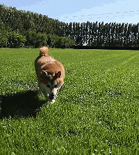 ��һ�Σ���Ժ˾������һֻ��ȮΪ���˵�ծ��������Ϊ����Ҹ�����