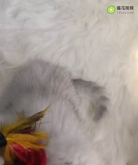 ë�������¼�