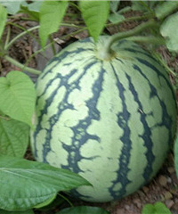 ������Լ��ֵ�����