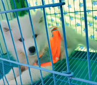 這是我家狗狗對抗細小病毒的第二天。
