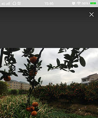 ���ӳ��켾