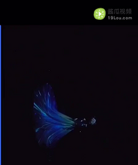 ��ϲ������Ч�������������Ҿ��ú��ر�