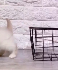 2����С�ӷ�����