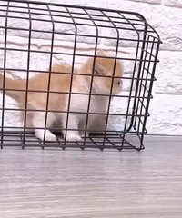 2���¼ӷƵܵ�