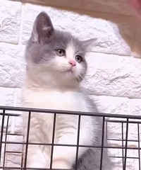 2��������������