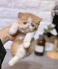 2���¼ӷƵܵ�