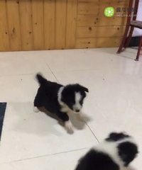 �����ºڰױ�