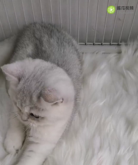 自家猫生精品渐层,漂亮大眼宝宝,健康活拔