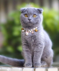 三个多月的杭州本地家养纯种英短蓝白 蓝猫