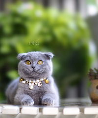 三个多月的杭州本地家养纯种英短蓝白 蓝猫