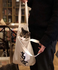 无偿领养猫猫(两岁半),送?所有用品。