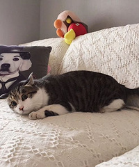 无偿领养猫猫(两岁半),送?所有用品。