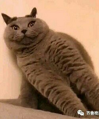 戴上“金箍”的猫猫成了抖音网红,但“哈哈哈”的背后真相太扎心