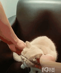 戴上“金箍”的猫猫成了抖音网红,但“哈哈哈”的背后真相太扎心