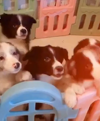 ��������������ֽ�����룬С����Ե�˽�һ��