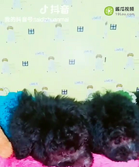 ������̩�ϳ���