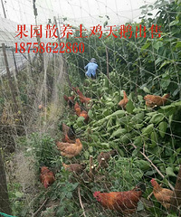 果园散养土鸡天鹅出售