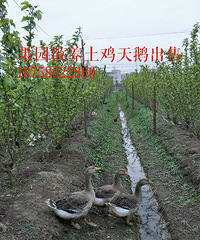 果园散养土鸡天鹅出售