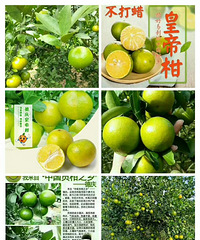 德庆贡柑