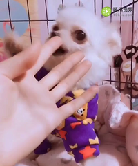 茶杯犬3000小偿领养。一岁多茶杯犬博美