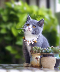 三个多月的杭州本地家养纯种英短蓝白 蓝猫