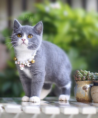 �������µĺ��ݱ��ؼ�������Ӣ������ ��è