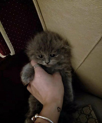 自家猫咪生了一窝短腿小猫咪有喜欢的吗!!优惠处理价!!!