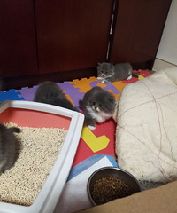 自家猫咪生了一窝短腿小猫咪有喜欢的吗!!优惠处理价!!!