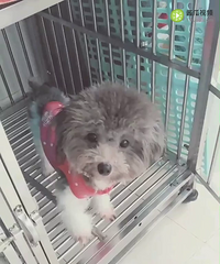 ����ϡ��ɫ�Ұ׻�̩��