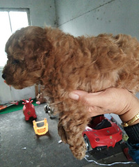 自己家泰迪生的小狗狗,小尝,是一个小母狗