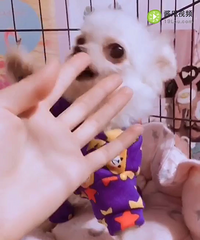 茶杯犬3000小偿领养。一岁多茶杯犬博美