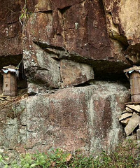 建德深山土蜂蜜
