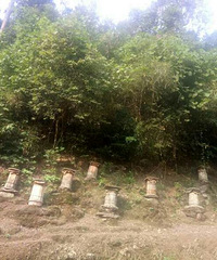建德深山土蜂蜜