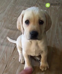 ��������С��˫Ѫͳ��оƬ